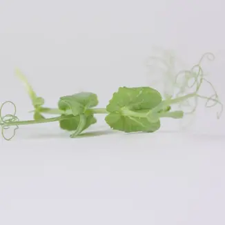 Apa crowdfunding - Microgreens